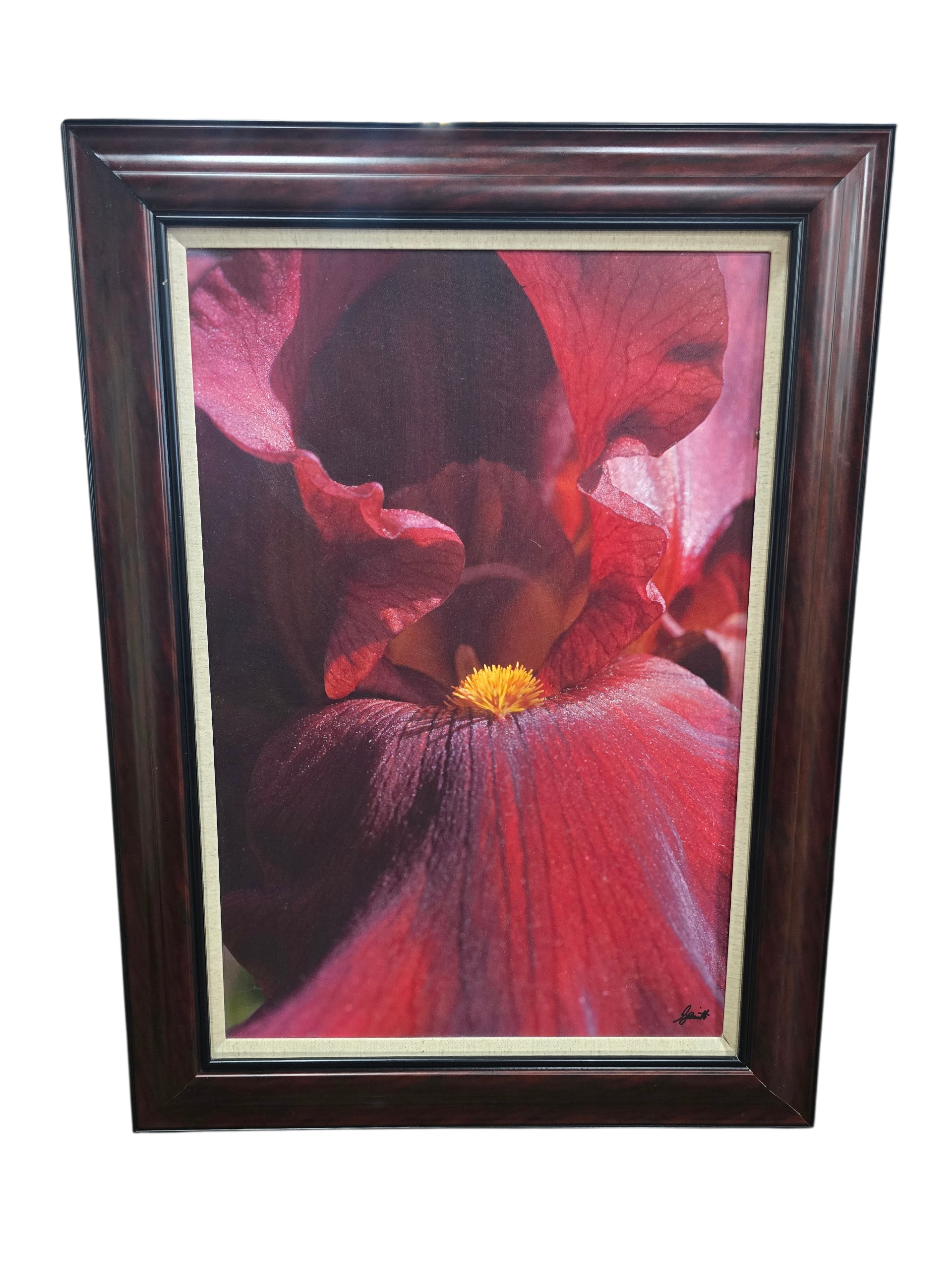 Framed painting of a red iris measuring 31 1/4 x 42 1/4, used and in good condition