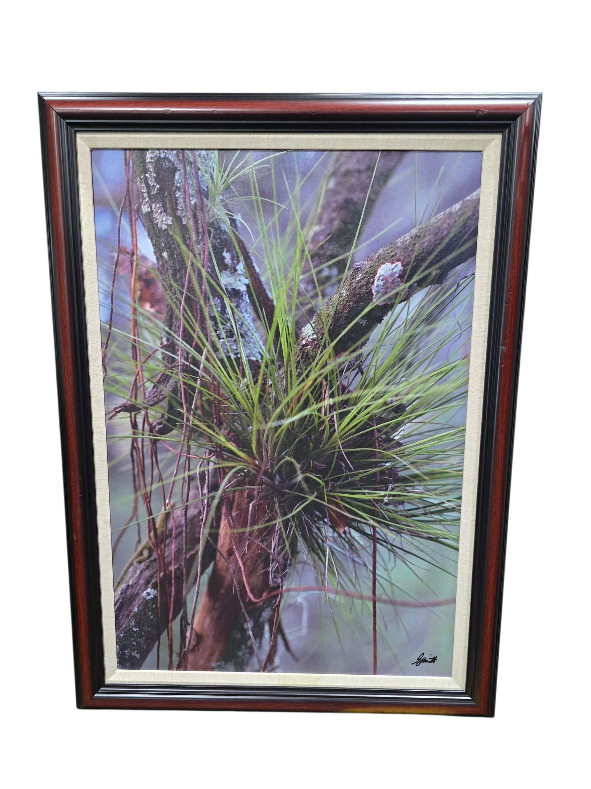SHL framed botanical nature wall art with dark wood frame featuring greenery and tree branches measuring 24 1/4 x 29 3/4 used in good condition