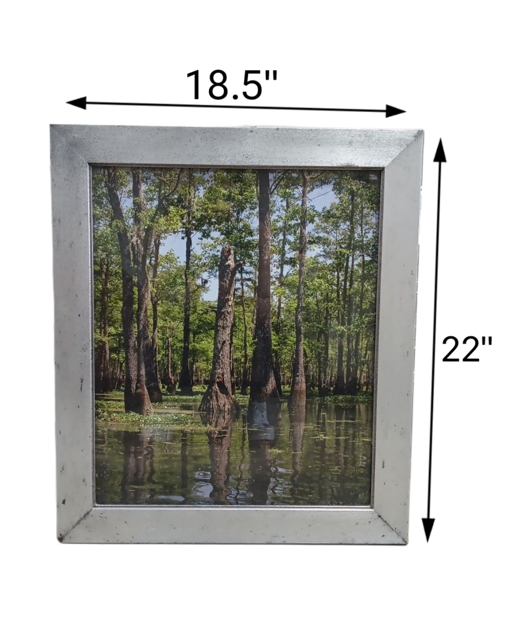 18.5 X 22 Swamp Photo with Silver Frame