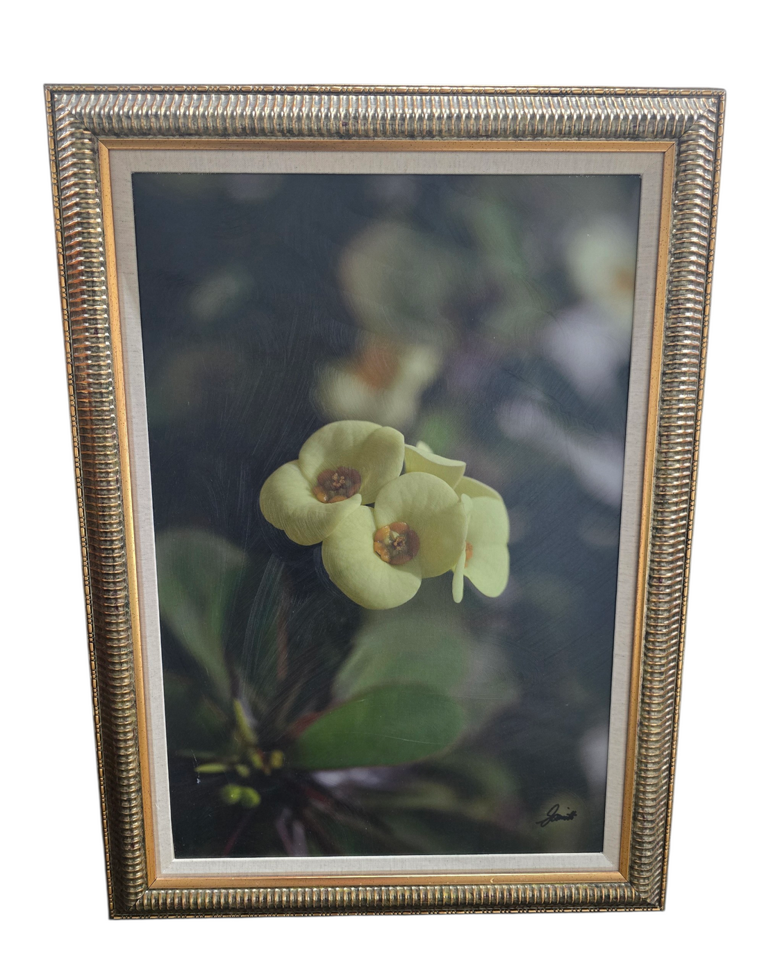 Close-up botanical wall art of Crown of Thorns flowers