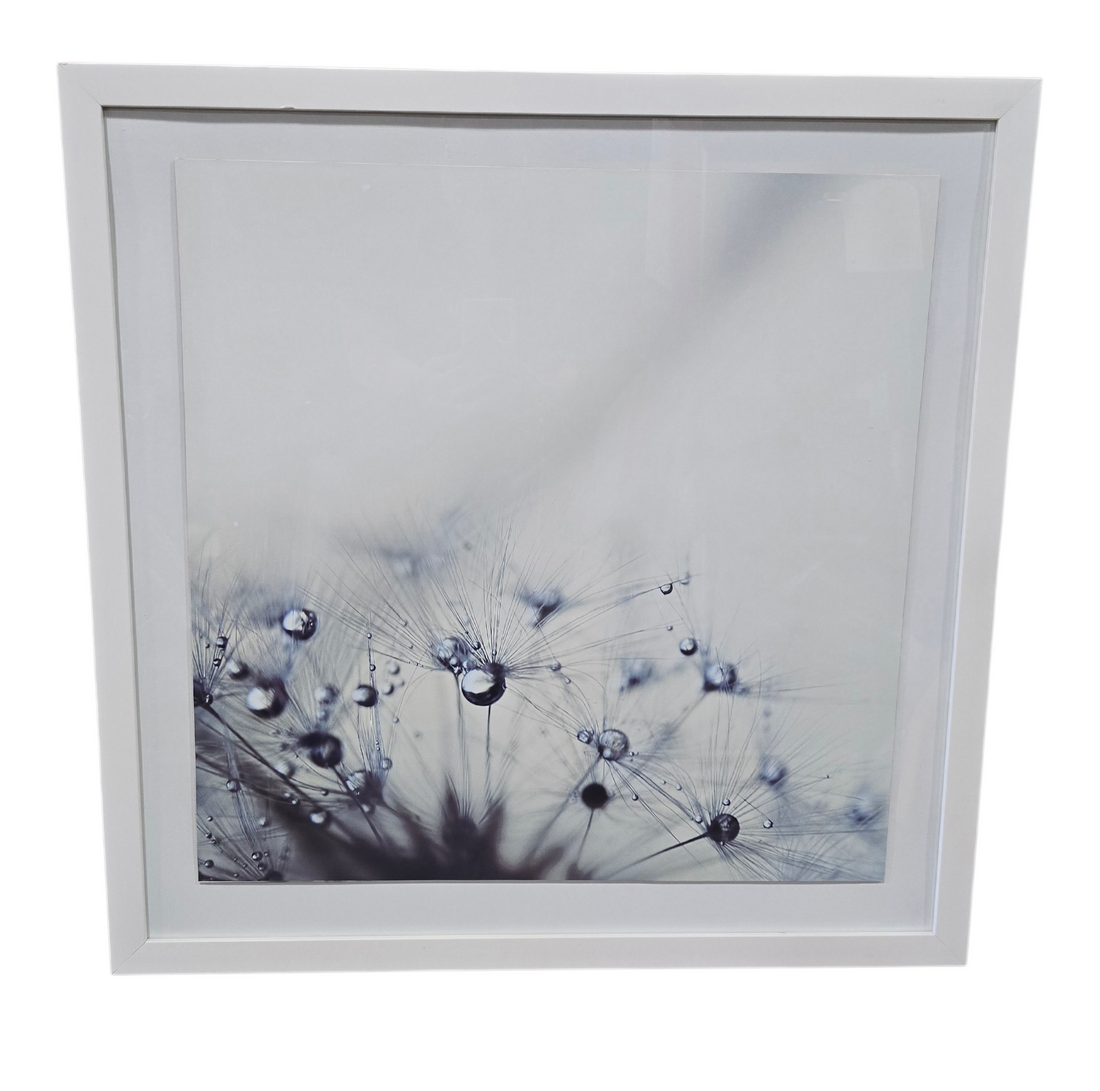 White framed wall art titled Dandelion Dew featuring close up dandelion seeds with dew drops measuring 30 x 30, used and in good condition