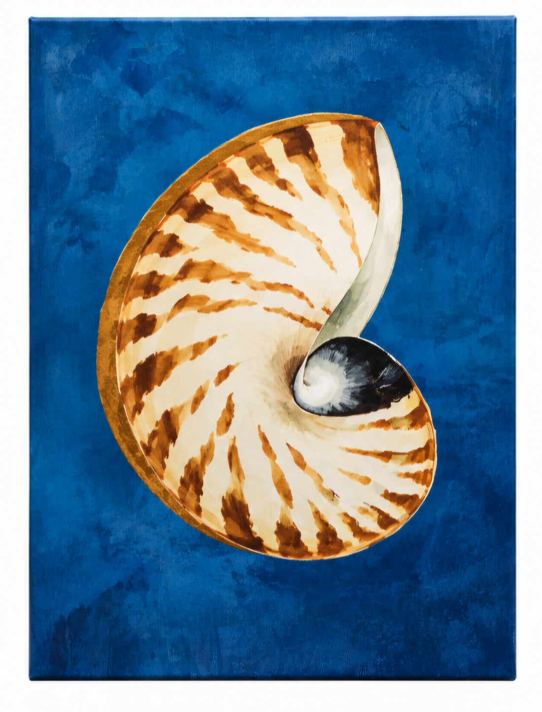 Used nautilus shell canvas print with blue background, 29.5 x 39.5 inches, coastal wall art, SHL