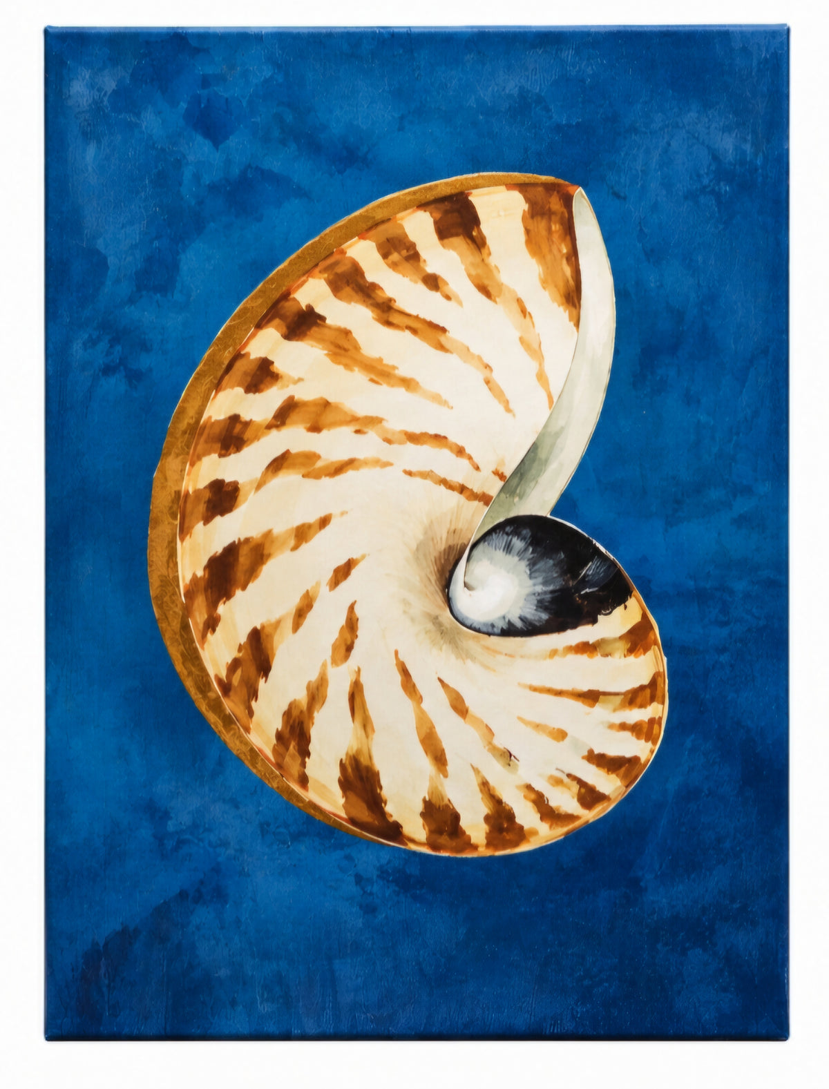 Used nautilus shell canvas print with blue background, 29.5 x 39.5 inches, coastal wall art, SHL