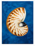 Used nautilus shell canvas print with blue background, 29.5 x 39.5 inches, coastal wall art, SHL