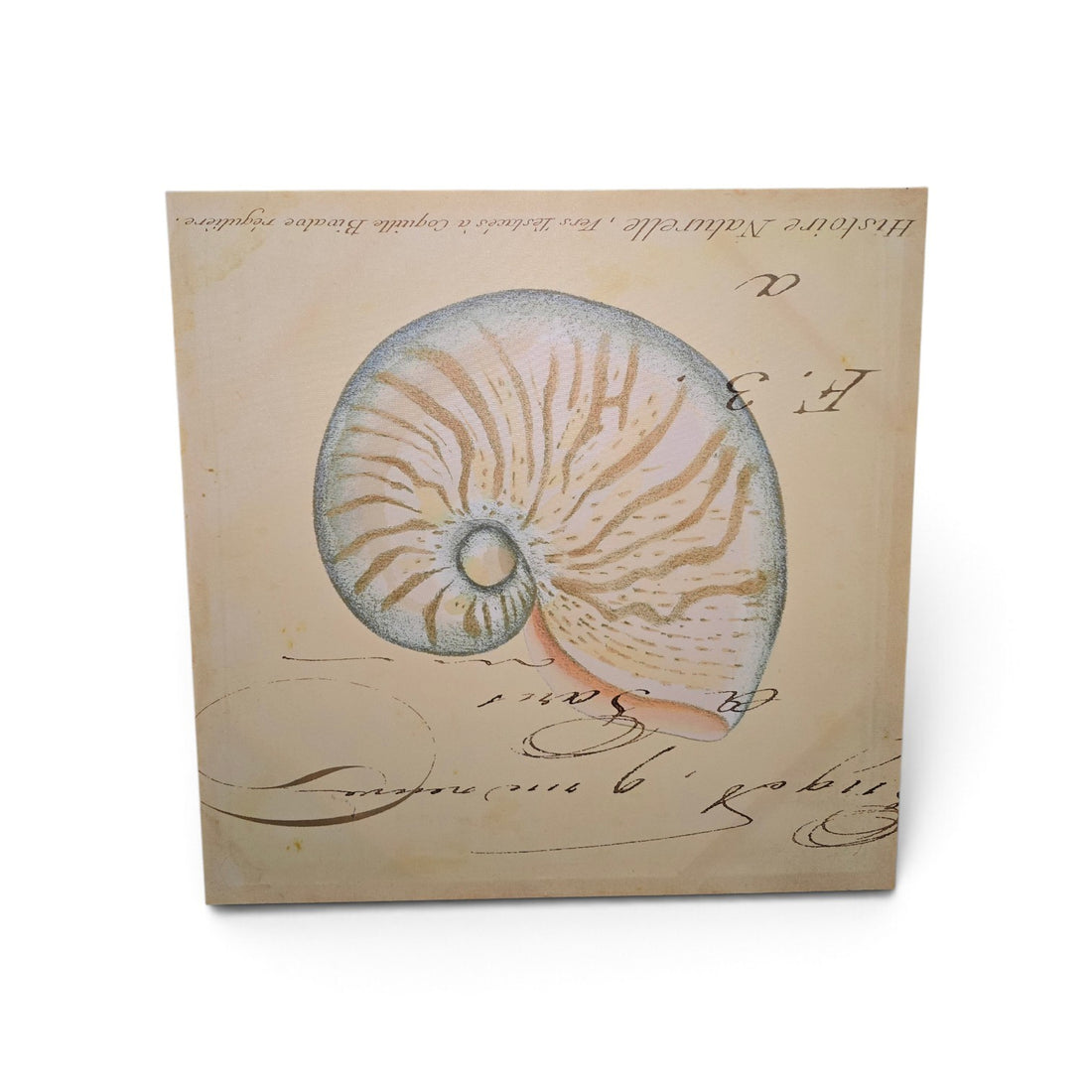 Used vintage nautilus shell canvas print with blue and beige shell illustration, 23.5 x 23.5 inches, SHL