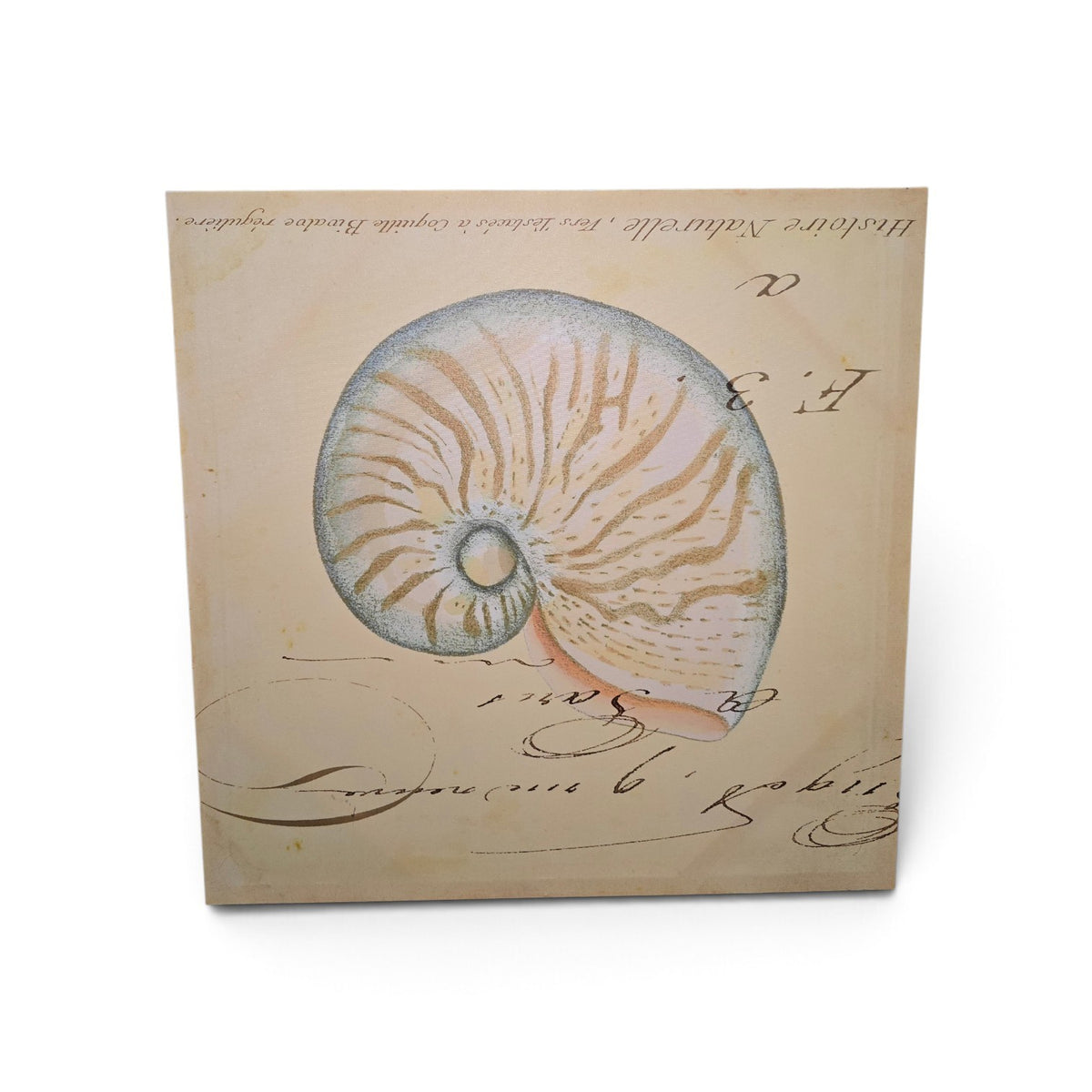 Used vintage nautilus shell canvas print with blue and beige shell illustration, 23.5 x 23.5 inches, SHL