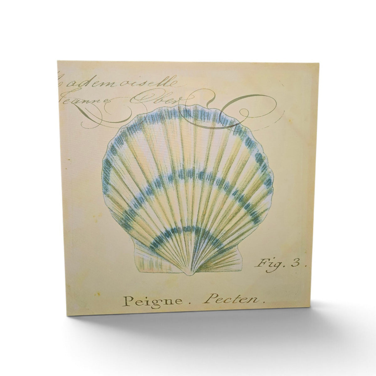Used vintage seashell canvas print with blue and green scallop shell illustration, 23.5 x 23.5 inches, SHL