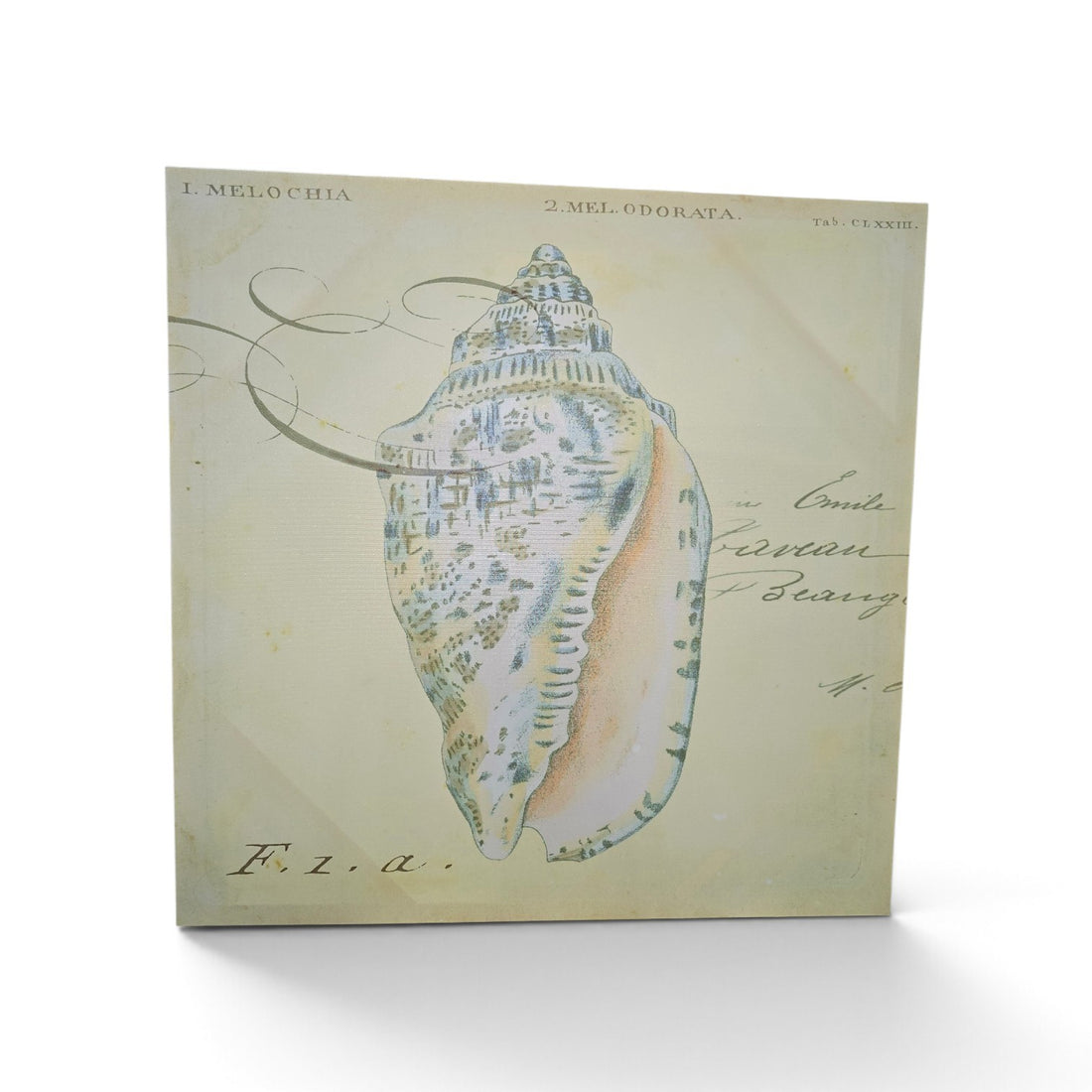 Used vintage seashell canvas print with blue and beige shell illustration, 23.5 x 23.5 inches, SHL