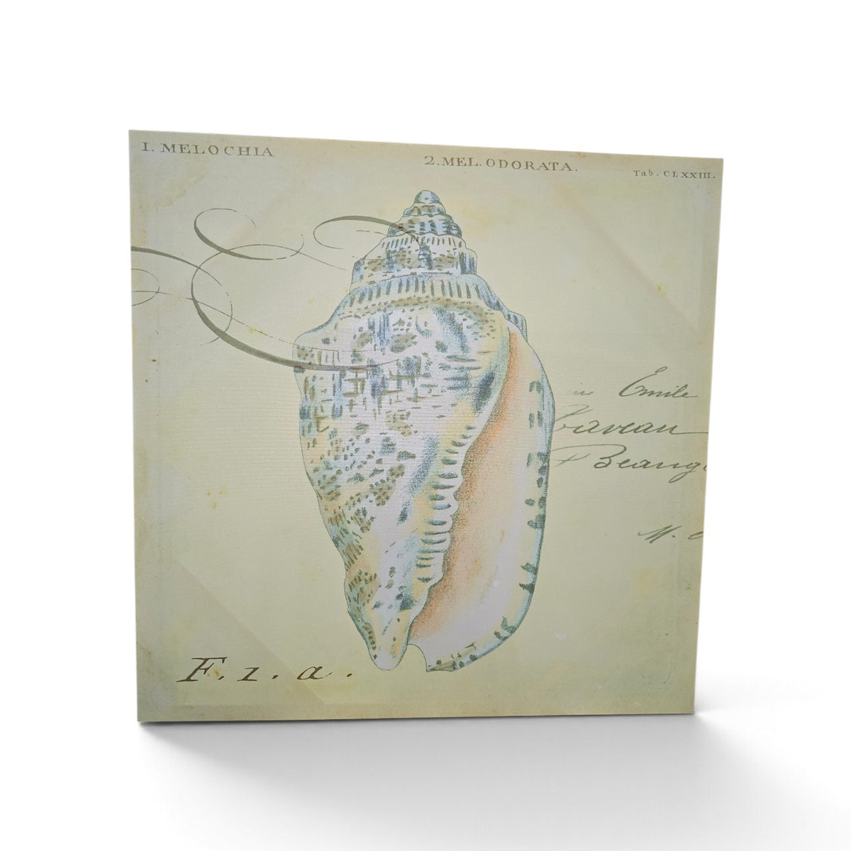 Used vintage seashell canvas print with blue and beige shell illustration, 23.5 x 23.5 inches, SHL