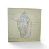 Used vintage seashell canvas print with blue and beige shell illustration, 23.5 x 23.5 inches, SHL